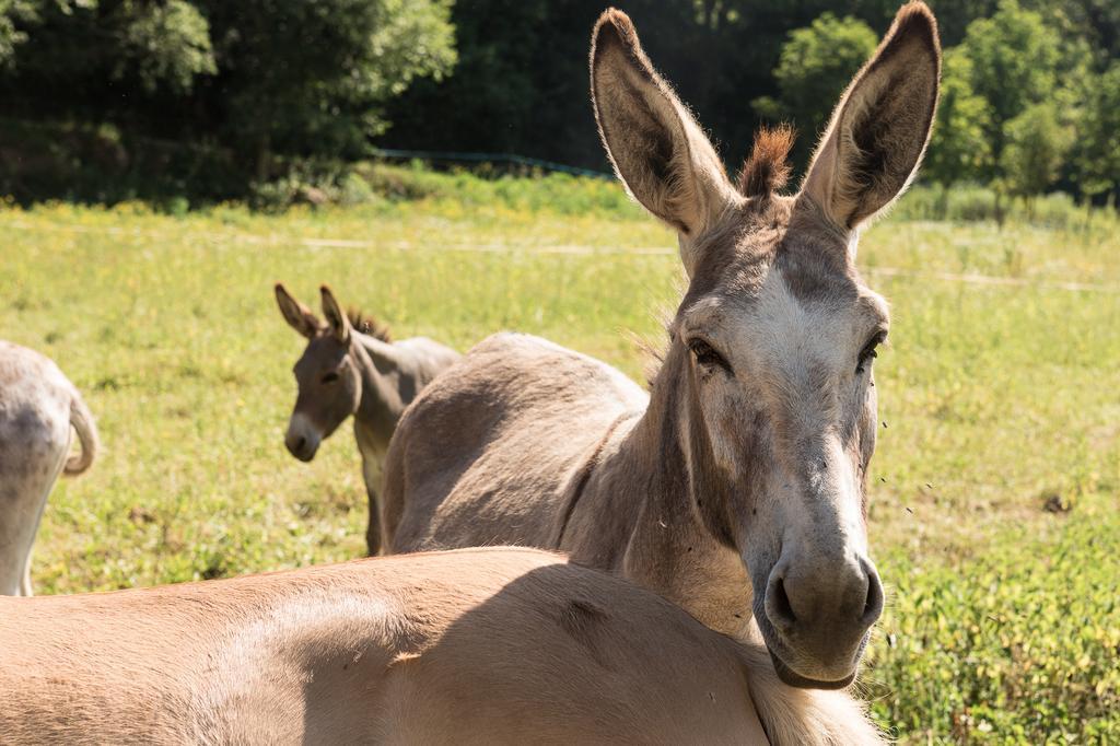 Can Sola La Vall De Bianya Sant Pere Despuig Екстер'єр фото